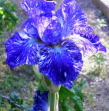 Blue Iris in May