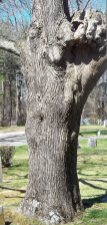 Tree with a fist-shaped burl