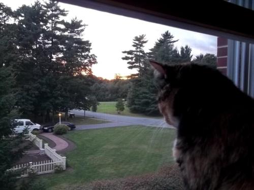 Zoee contemplates the passing of another day...