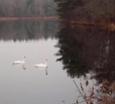 Swans on a pond in December