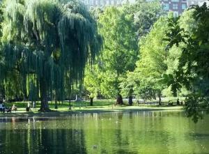 Boston, Weeping Willow