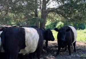 Black and white cattle