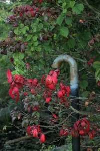 pipe, red leaves