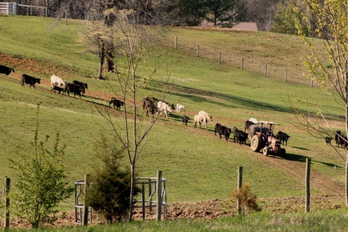 Cows, tractor